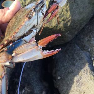 Meet your Posher, Louie